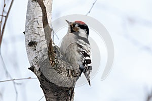 Lesser Spotted Woodpecker Dendrocopos minor